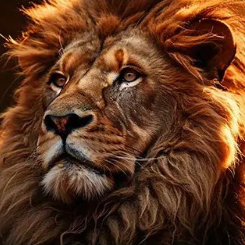 Lion King