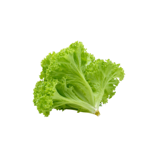 Lettuce